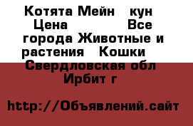 Котята Мейн - кун › Цена ­ 19 000 - Все города Животные и растения » Кошки   . Свердловская обл.,Ирбит г.